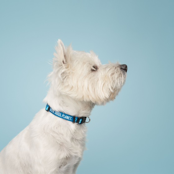 Icon Dog Collar